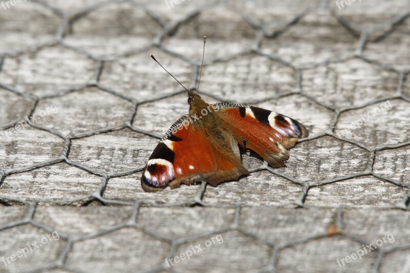 Animal Butterfly Peacock Monarh Monarch