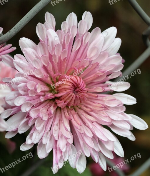 Perennial Shrub Chrysanthemum Free Photos