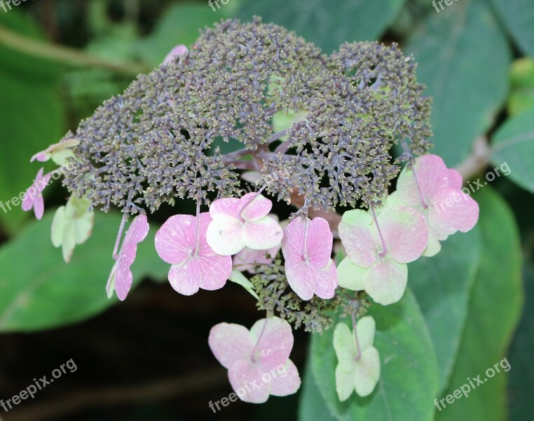 Hydrangea Barbed Garden Encyclopedia Free Photos