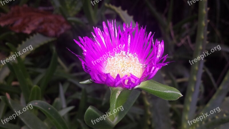 Nature Pink Beautiful Garden Morocco