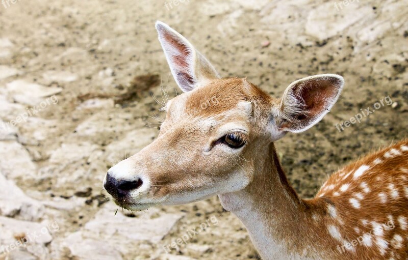 Deer Animal Wildlife Reindeer Free Photos