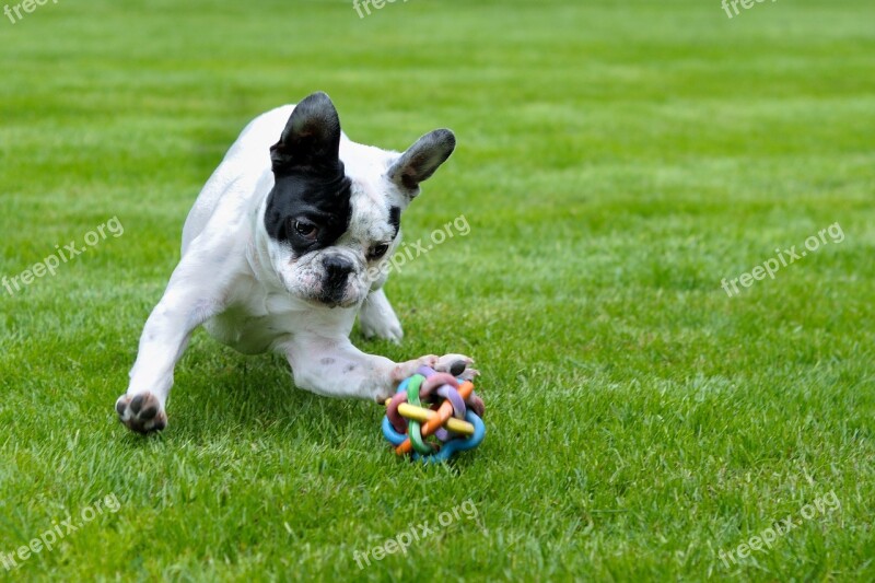 Dog French Bulldog Play Grass Animal