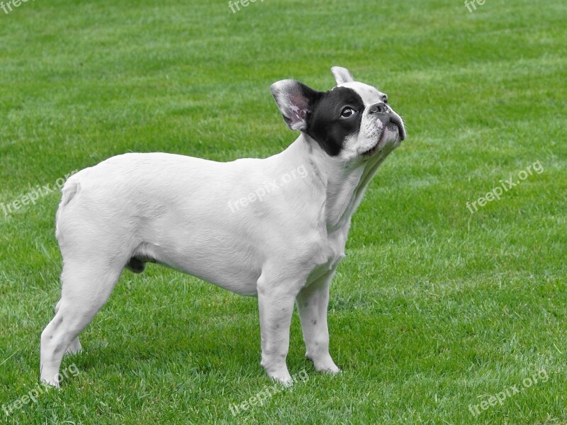 Dog French Bulldog Grass Animal Free Photos