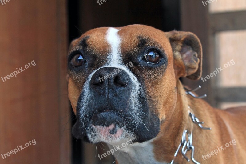 Boxer Dog Tamed Animal Companion