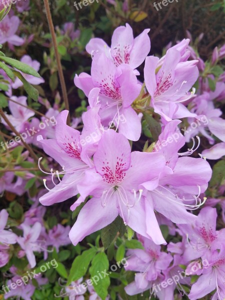 Flower Pink Pink Flowers Nature Plant