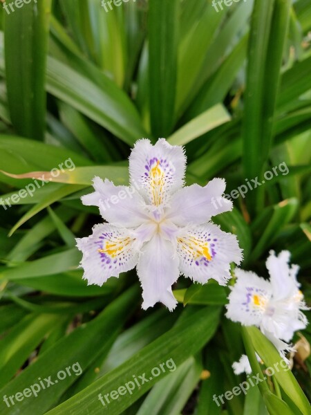 Japanese Iris Flower Plant Nature