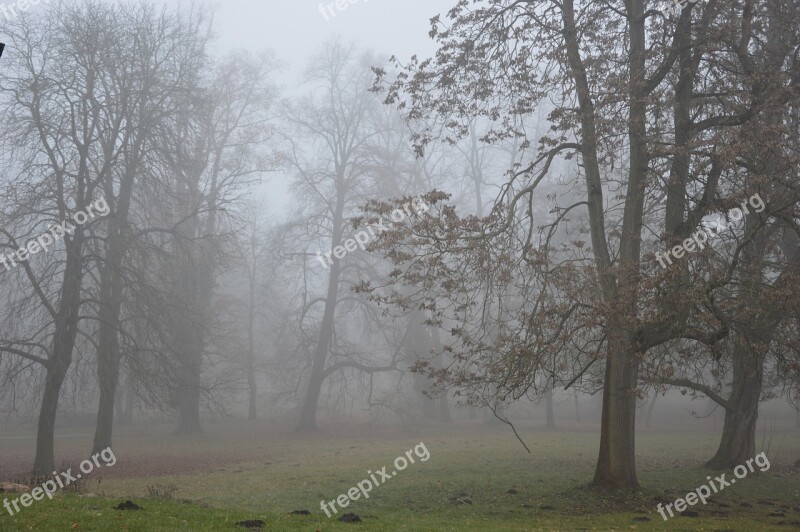 Fog Autumn Trees Sad Free Photos