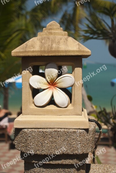 Thailand Flower Plumeria Summer Vacation