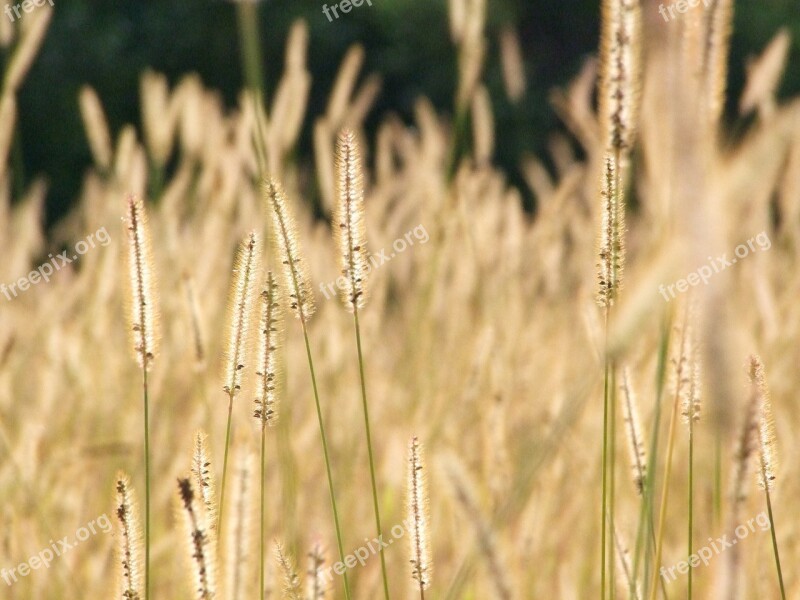 Spike Autumn Cereals Plant Grain