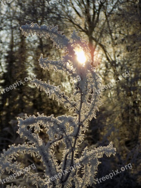 Frost White Icy Crystal Formation Wintry