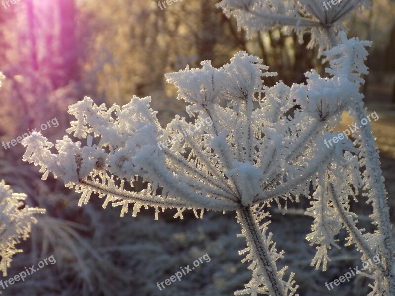 Frost White Icy Crystal Formation Wintry