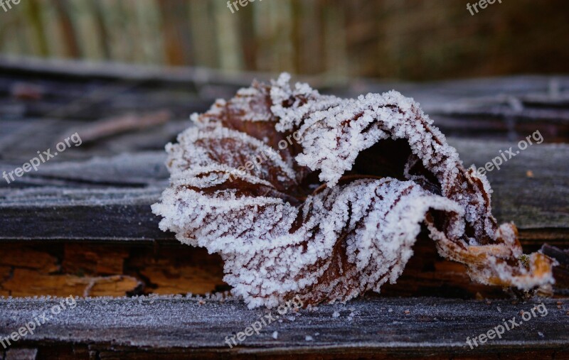 Frost Leaf Frozen Winter Hoarfrost