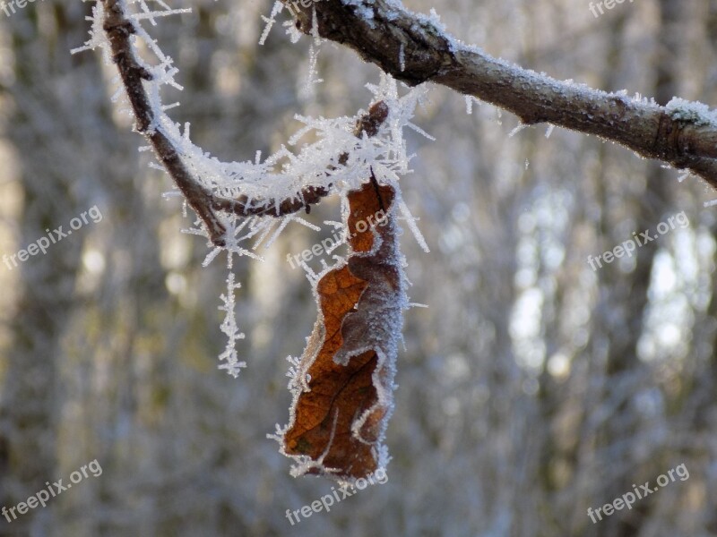 Frost Cold Frozen Oak Leaf Nature