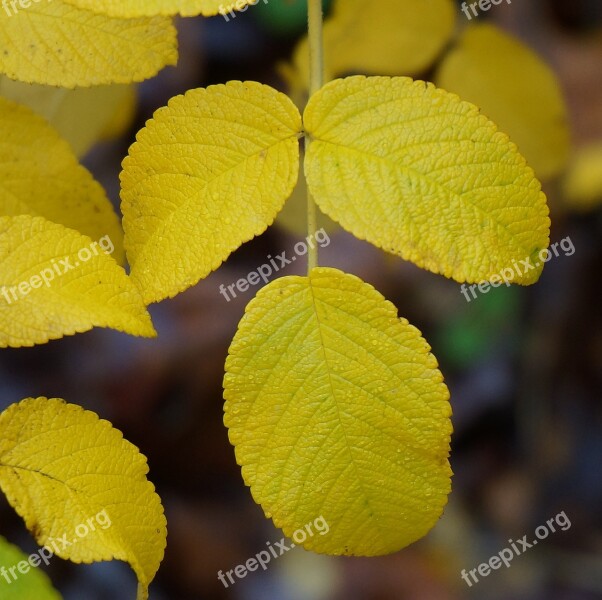 Autumn Rugosa Rose Leaves Autumn Fall