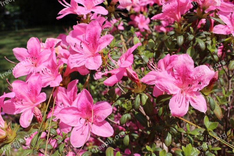 Flowers Pink Pink Flowers Floral Spring