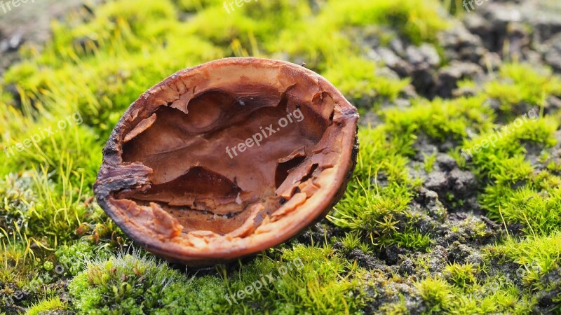 Nature Nuts Details Wood Trees