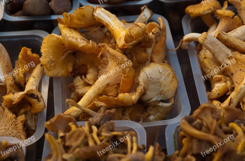 Mushrooms Chanterelle Mushrooms Market Fall Free Photos