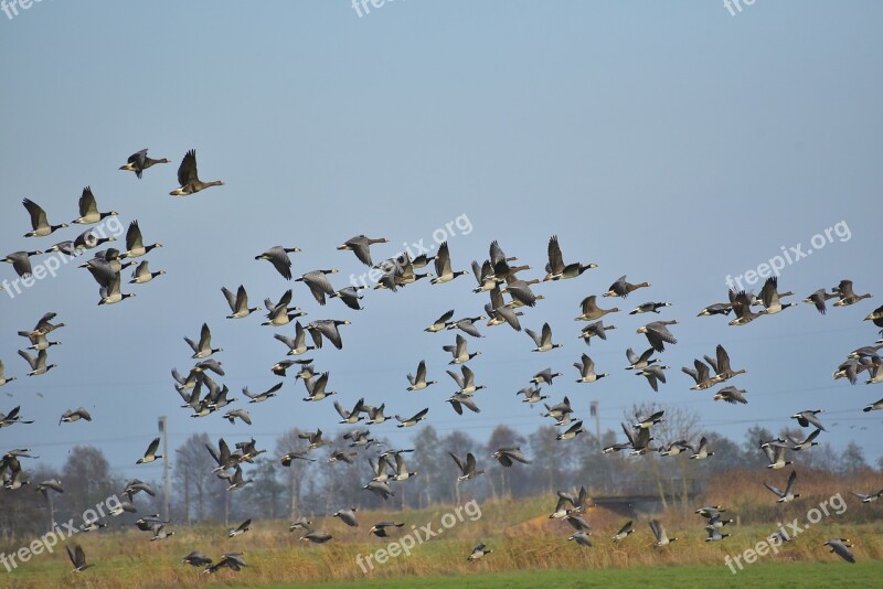 Geese Flying Birds Sky Migratory Birds