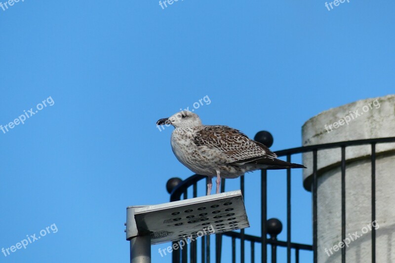 Brittany Bird Gull Free Photos