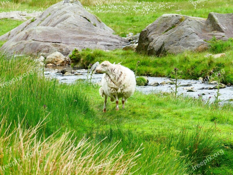 Sheep Wales Snowdonia Free Photos