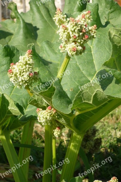 Rhubarb Rheum Rhaponticum Flower Leaf Rod