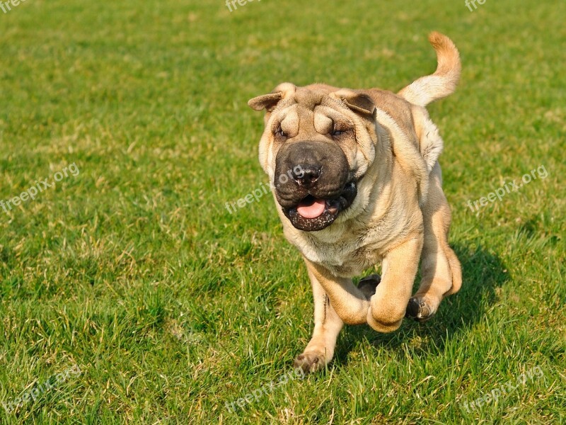 Dog Sharpei Run Play Animal