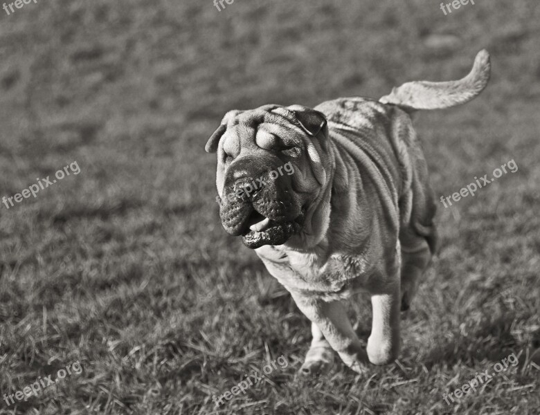 Dog Sharpei Run Play Animal