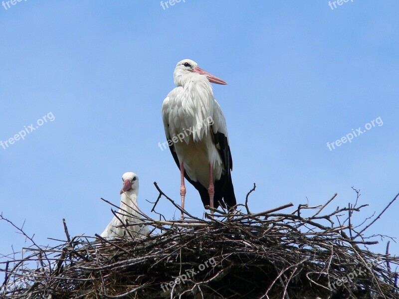 Storks Nest Sky Birds Free Photos