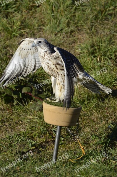 Falcon Brown Falconry Bird Raptor