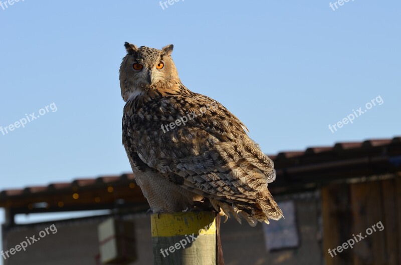 Owl Eagle Owl Feather Bird Raptor