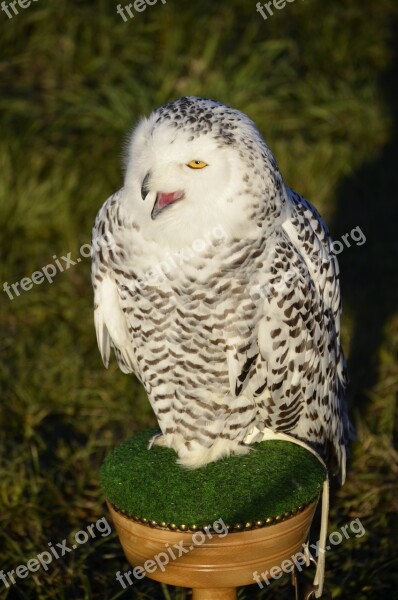 Owl Eagle Owl Feather Bird Raptor