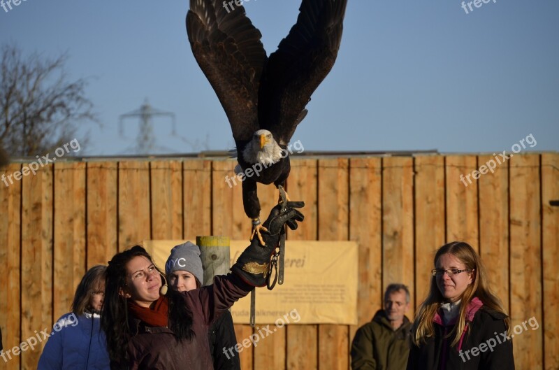 Adler Bill Raptor Bird Bird Of Prey