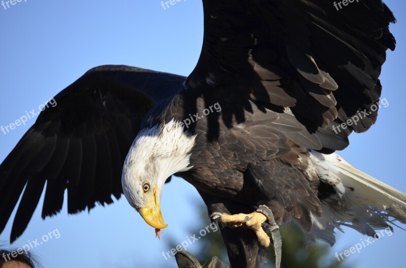 Adler Bill Raptor Bird Bird Of Prey