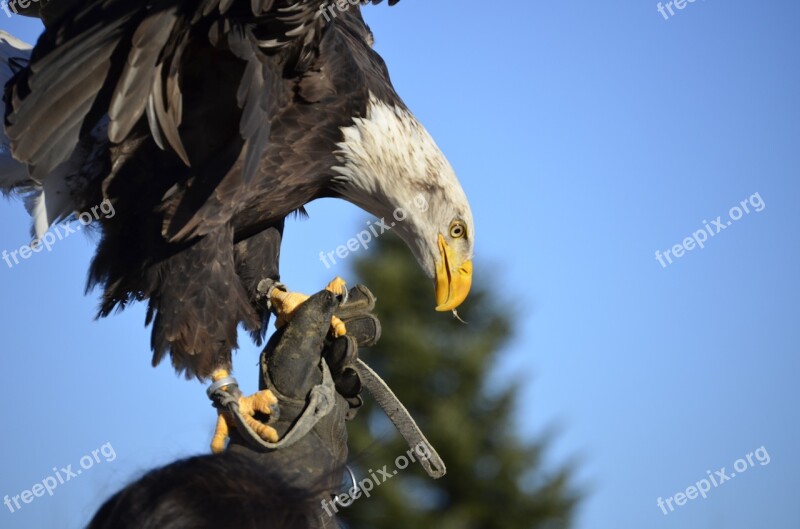 Adler Bill Raptor Bird Bird Of Prey