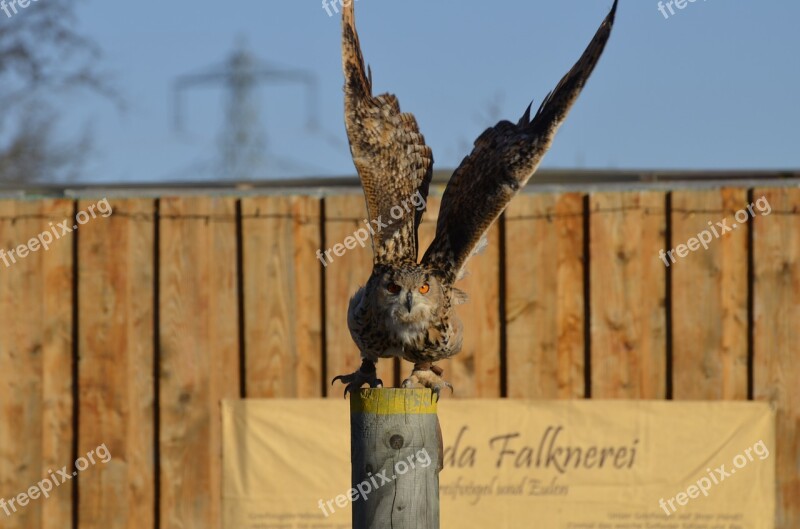 Owl Eagle Owl Feather Bird Raptor