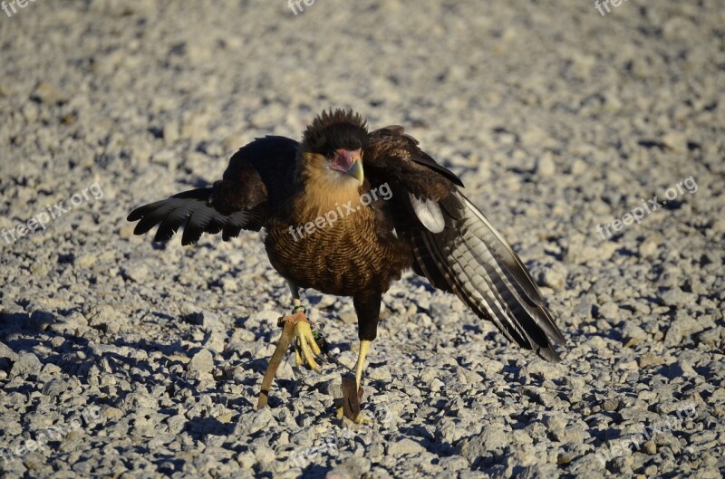 Vulture Raptor Scavengers Feather Bill