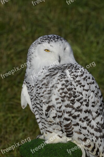 Owl Snowy Owl Bird Feather Nocturnal