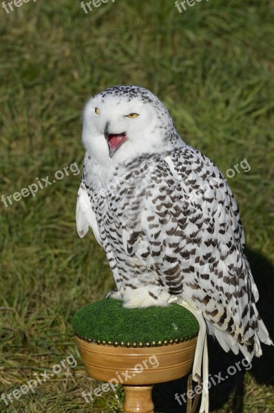 Owl Snowy Owl Bird Feather Nocturnal