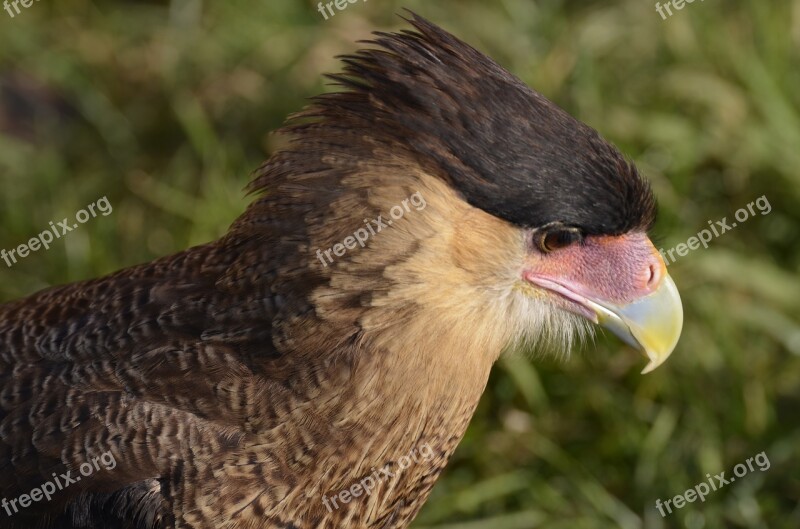 Vulture Raptor Scavengers Feather Bill