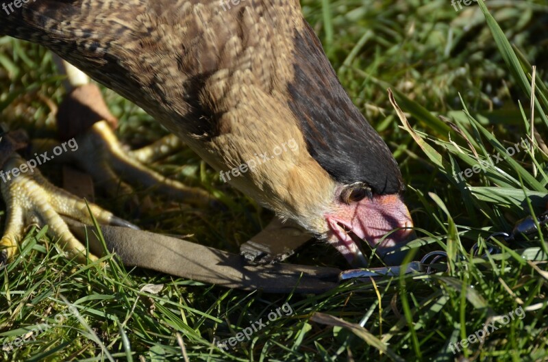 Vulture Raptor Scavengers Feather Bill