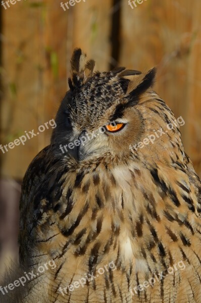 Owl Snowy Owl Bird Feather Nocturnal