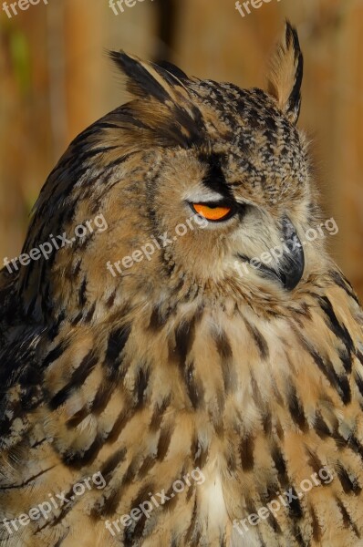 Owl Snowy Owl Bird Feather Nocturnal