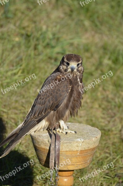 Falcon Brown Falconry Bird Raptor