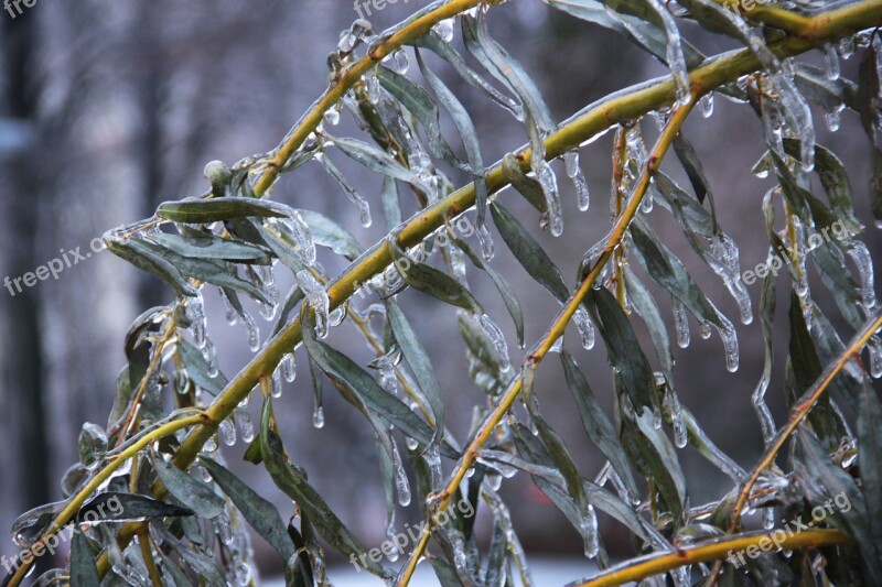 Ice Frost Leaves Branch Frozen