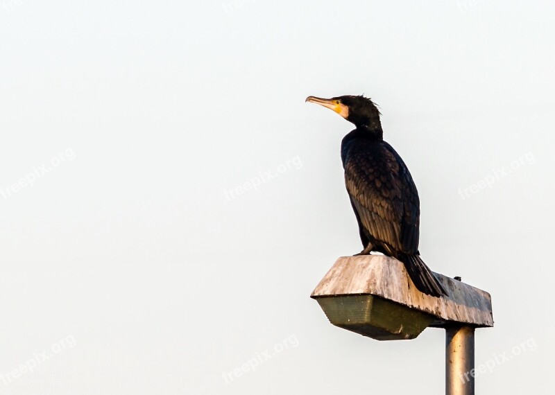 Cormorant Bird Water Bird Animal Nature