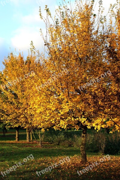 Autumn Yellow Farbenpracht Green Colorful