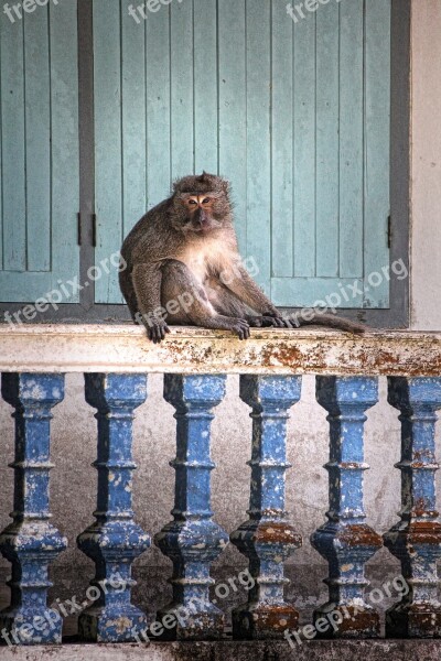 Monkey Makake Thailand Old World Monkey Guard