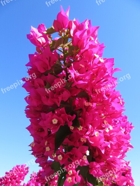 Tropical Flower Pink Plant Blossom Bloom Bloom