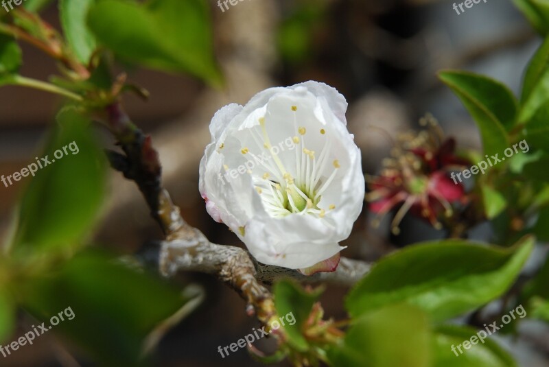 Apple Blossom Spring Nature Free Photos