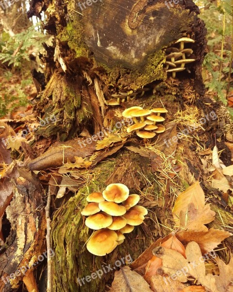 Puzzle Elves Bench Leaves Autumn Tree Stump